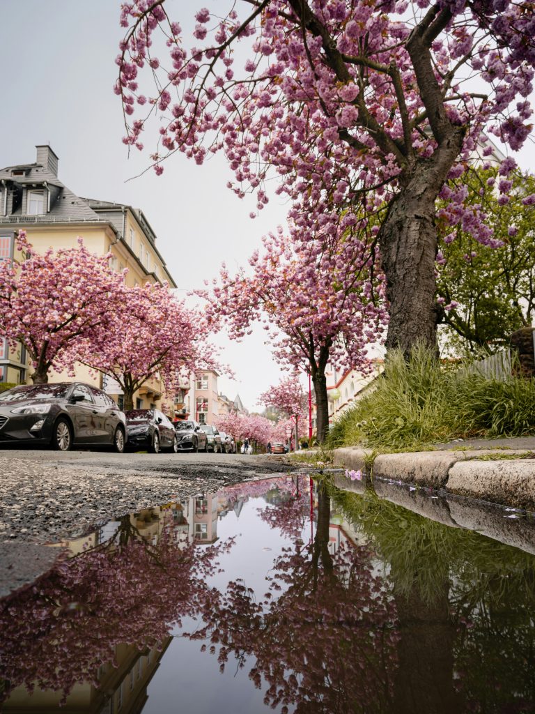 Die Stresemannstraße in Marburg. Kirschblüten spiegeln sich in einer Pfütze.
